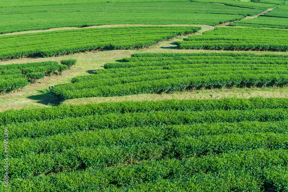 Green tea farm