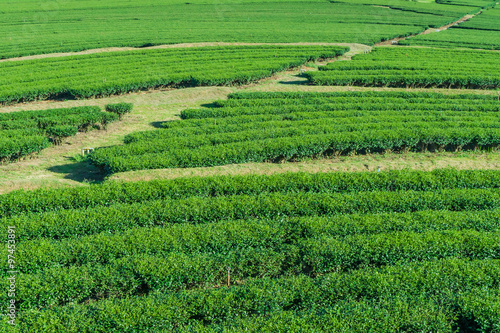 Green tea farm