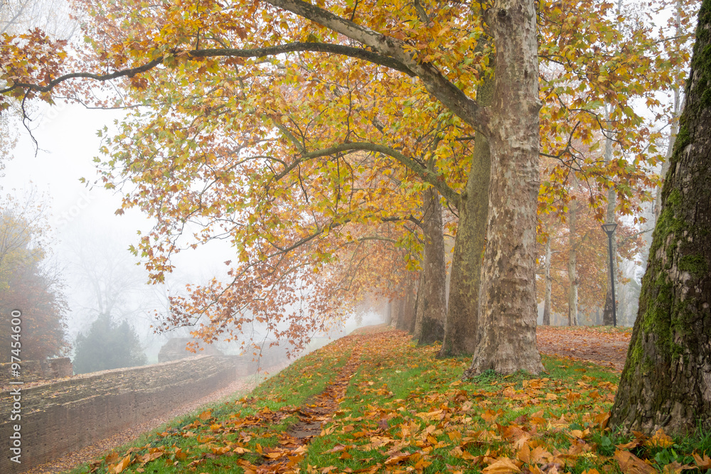 Row of plane trees with yellow leaves along an ancient wall in a foggy autumn morning - Ferrara, Italy Row of plane trees with yellow leaves along an ancient wall in a foggy autumn morning - Ferrara, Italy