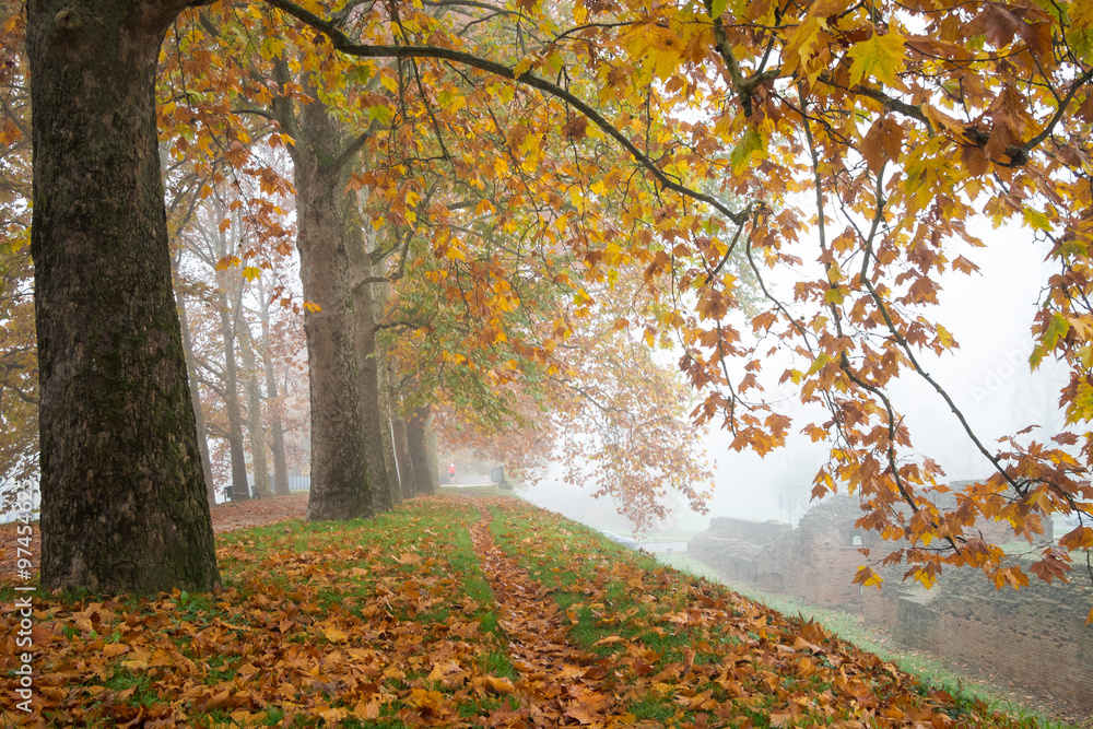 Row of plane trees with yellow leaves in a foggy autumn morning - Ferrara, Italy