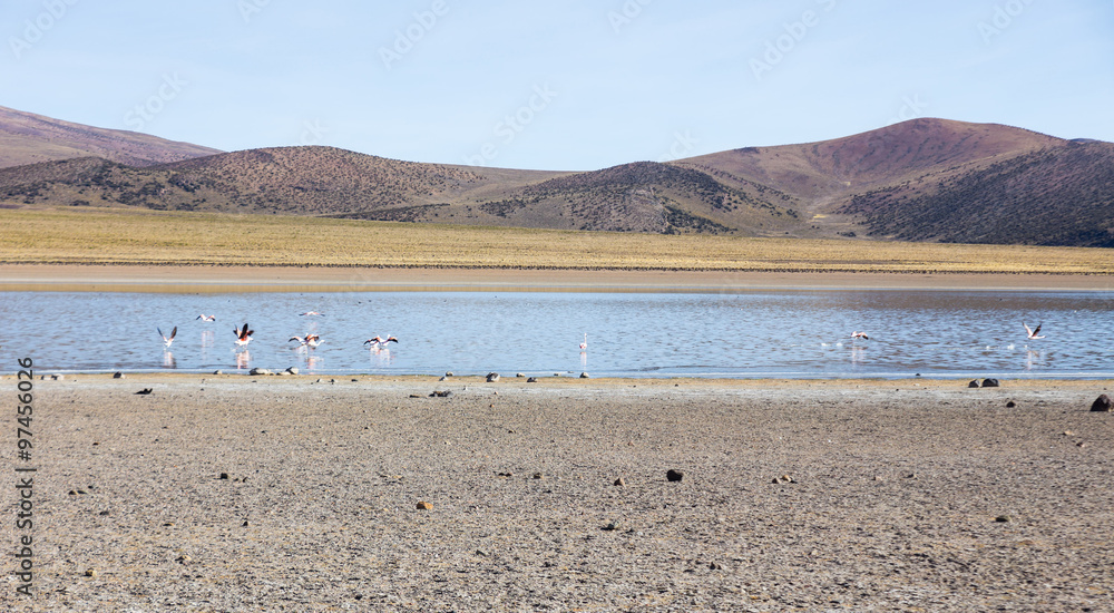 Flamingos in the lagoon Huayñacota in the Natural Park of Sajam Flamingos in the lagoon Huayñacota in the Natural Park of Sajam