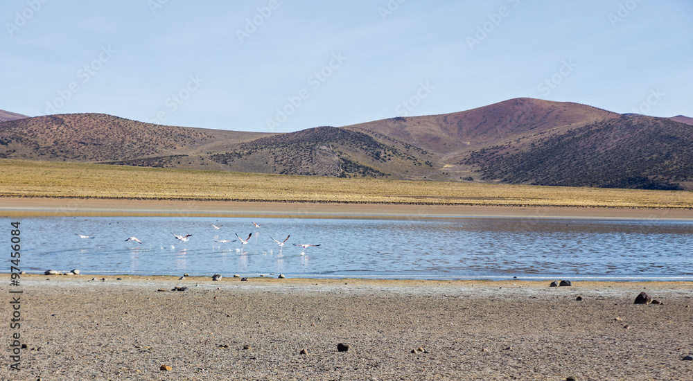 Flamingos in the lagoon Huayñacota in the Natural Park of Sajam