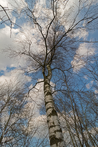 Fototapeta Naklejka Na Ścianę i Meble -  Birch tree with blue sky and clouds.