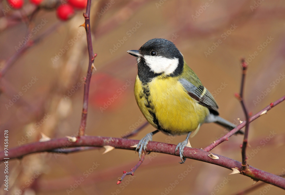 Great tit Great tit