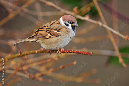 Eurasian tree sparrow © Soru Epotok