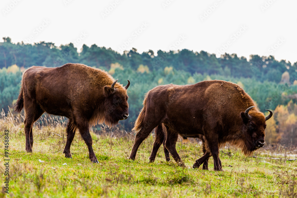 bison bison