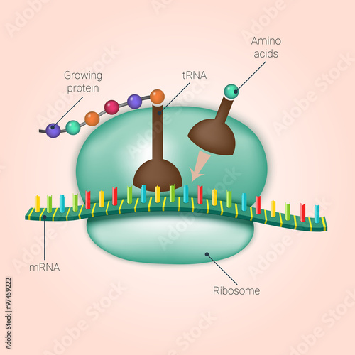 Biosynthesis of protein on ribosome in vector photo
