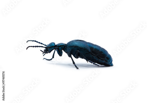beetle on white background