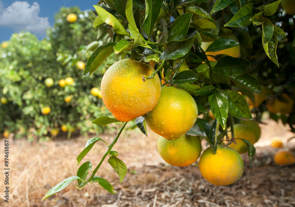 orange tree