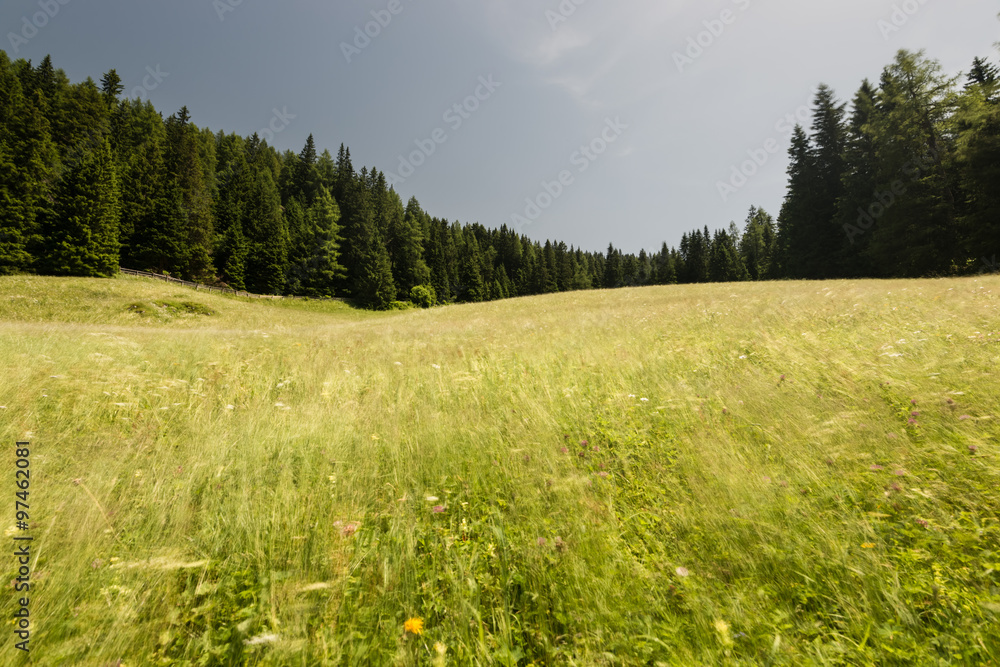 wiese mit blumen wiese mit blumen