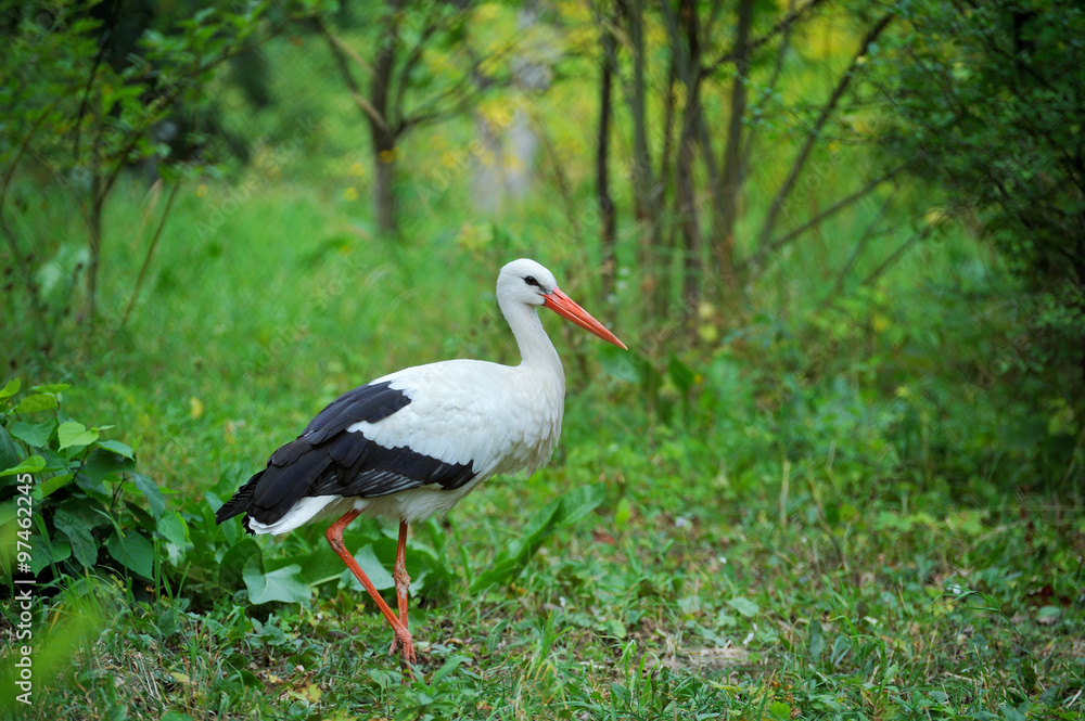 Fototapeta premium Stork in a field