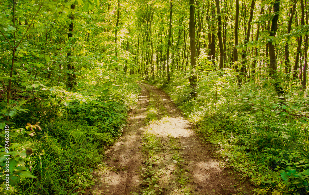 Fototapeta premium Charakter tła zielonego lasu