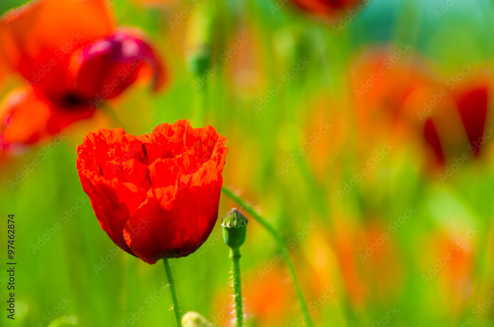 Obraz premium Field of bright red corn poppy flowers in summer