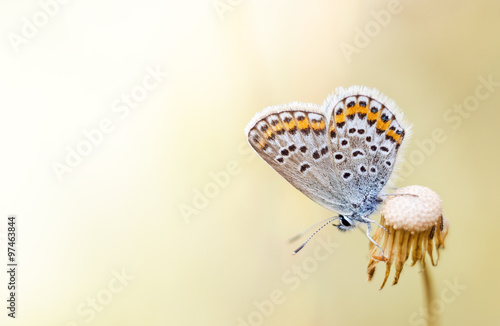  butterfly on a flower