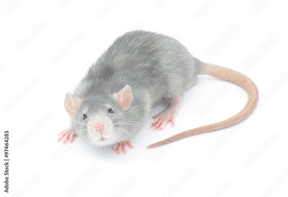 rat rat