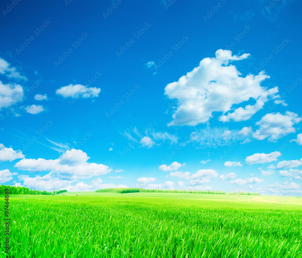 Fototapeta premium field of grass and perfect sky
