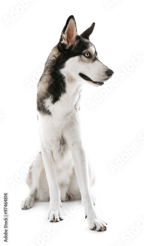 Siberian Husky sitting, isolated on white © Africa Studio