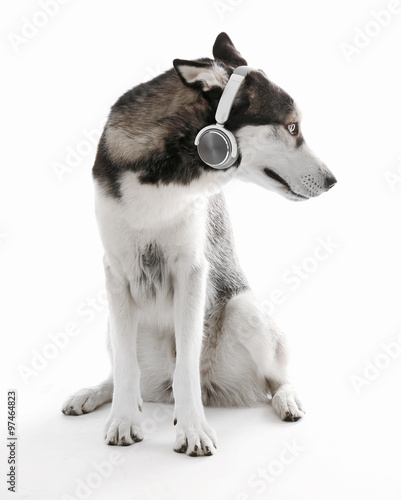 Siberian Husky sitting in headphones, isolated on white