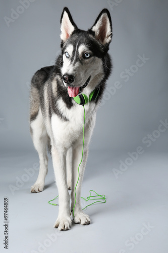 Young Husky in headphones on grey background