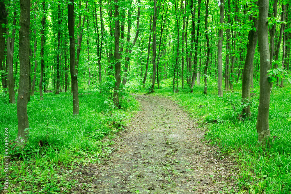 Fototapeta premium green forest