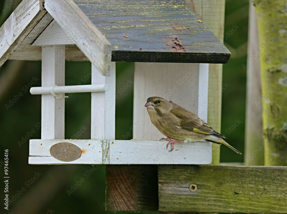 Naklejka premium Grünfink