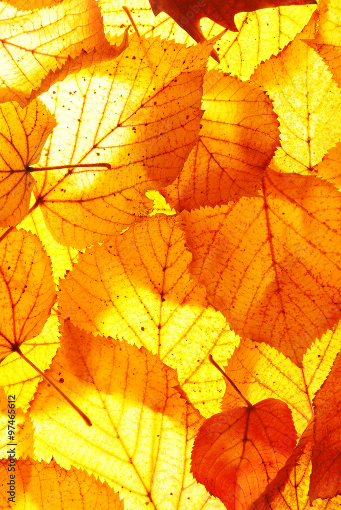 Golden autumn leaves background Golden autumn leaves background