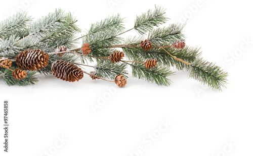 Christmas tree branch