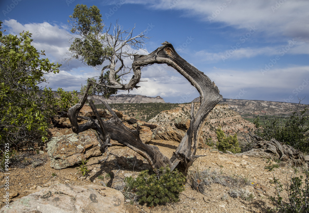 Fototapeta premium 2015-12-05 Juniper Frame