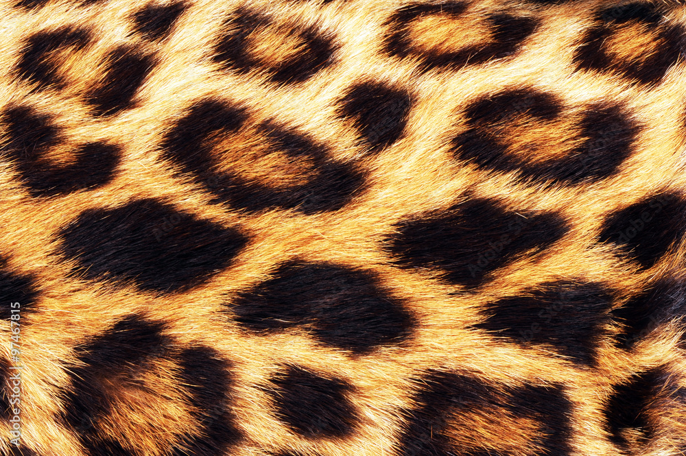 Obraz premium Real Leopard Skin