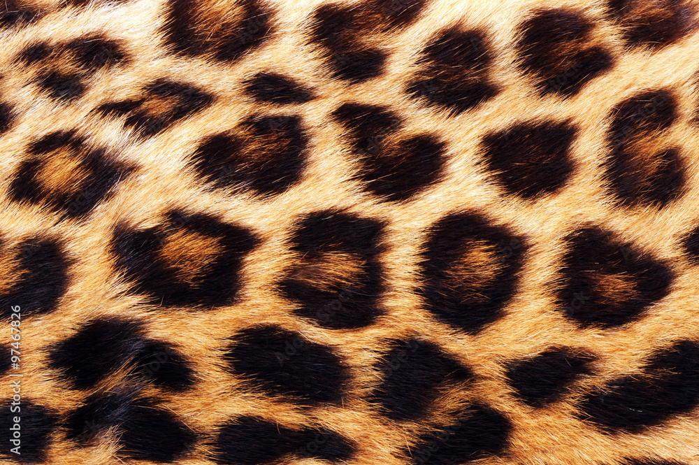 Obraz premium Real Leopard Skin