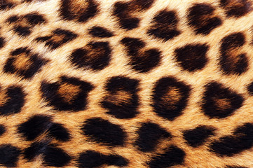 Keuken achterwand Luipaard Echte luipaardvacht close-up patroon  © W.Scott McGill