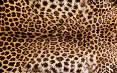 Keuken achterwand Luipaard Echte luipaardhuid dierenprint  © W.Scott McGill