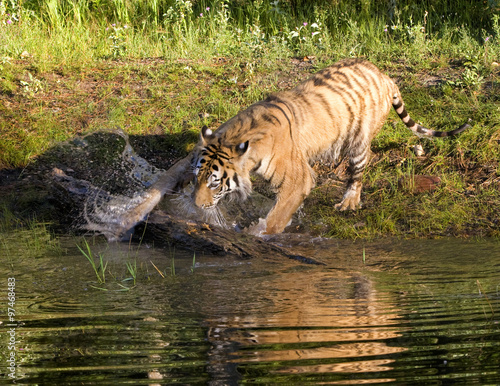 Tiger Splashing
