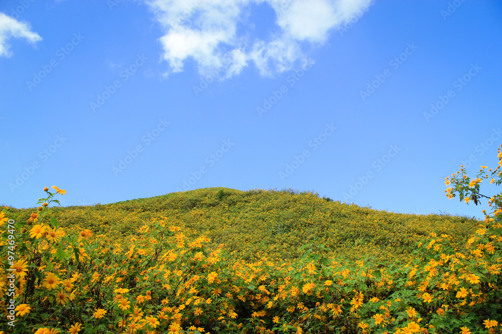 Obraz premium Maxican sunflower field