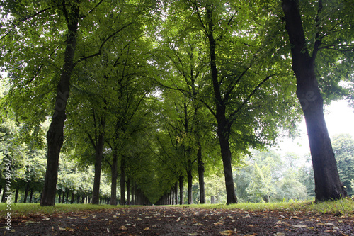 Autumn landscape, Herrenhauser Allee in Hannover, Germany photo