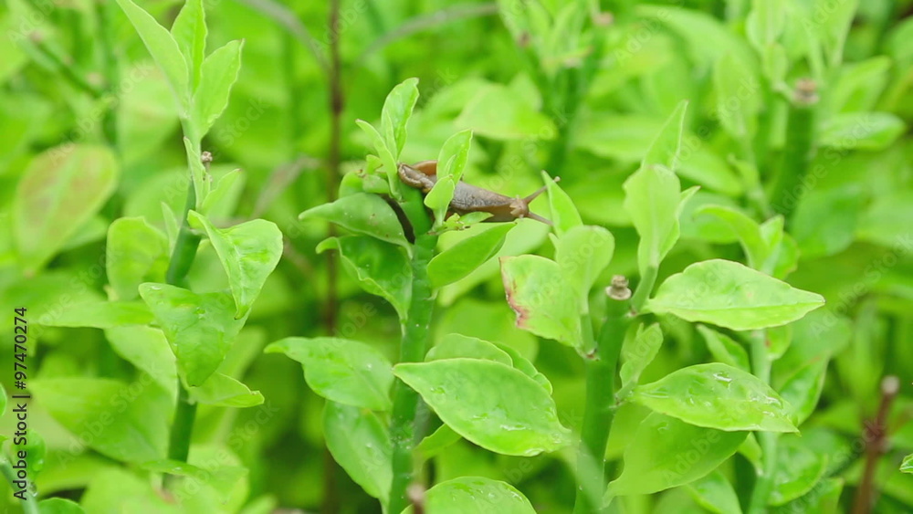 Garden snail on a branch