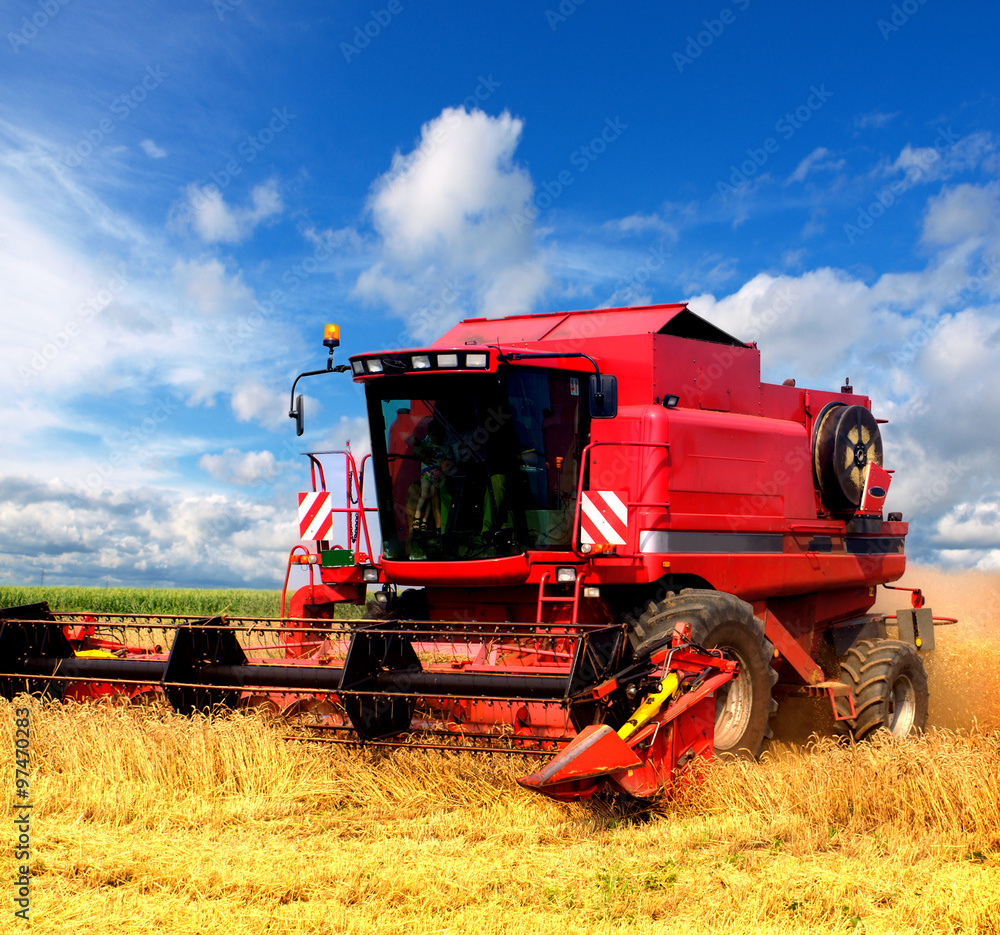 Obraz premium Combine harvesting wheat