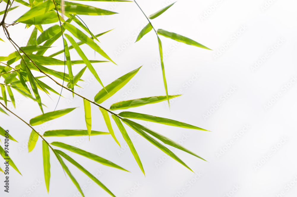 Fototapeta premium Bamboo leaves background.