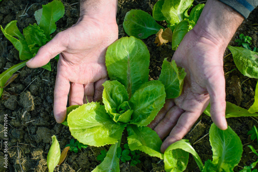 Pianta di Lattuga, sviluppo curare, Agricoltura Pianta di Lattuga, sviluppo curare, Agricoltura