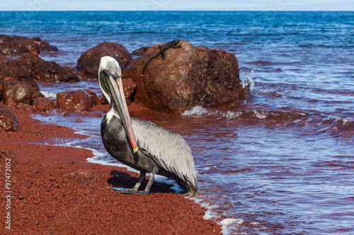 A brown pelican (Pelecanus occidentalis) at Galapagos Islands, Ecuador, Pacific, South America photo