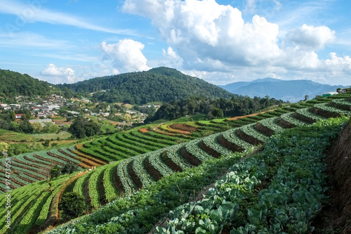 Vegetable garden on the big mountain as background