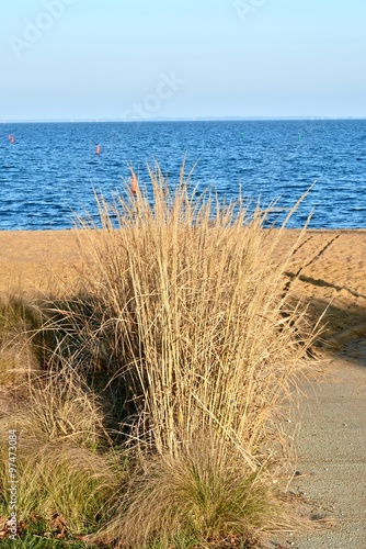 Fototapeta Naklejka Na Ścianę i Meble -  Tall gras near sea shore