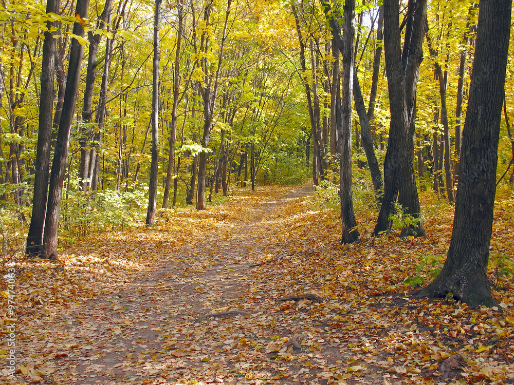 Obraz premium Autumn in forest
