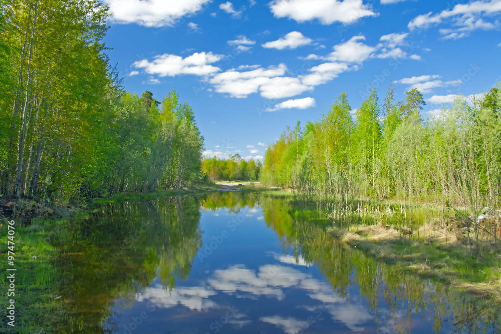 Lake in forest