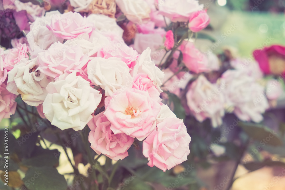 flowers rose with filter effect retro vintage style