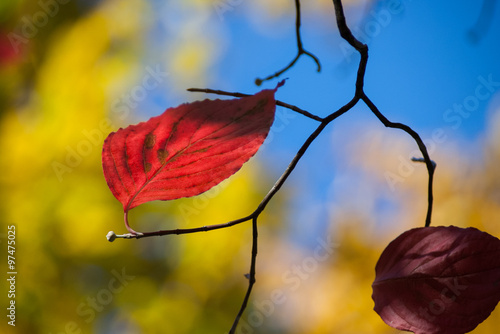 Valokuva Focus on fall tree leaf with color medley