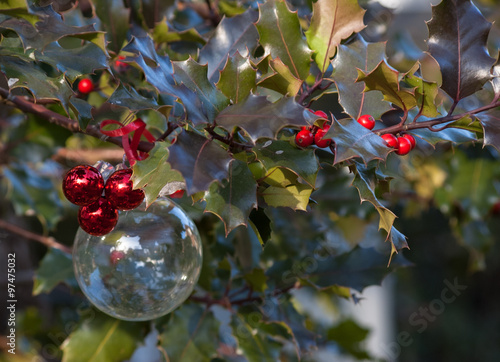 Holly bush with Christmas ornaments