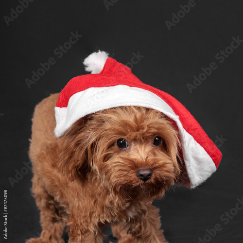 puppy in Santa Claus cap