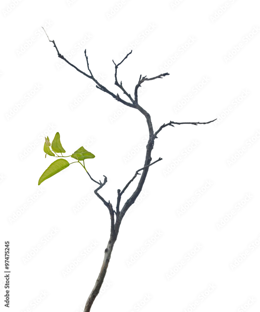 dry branch with leaf dry branch with leaf
