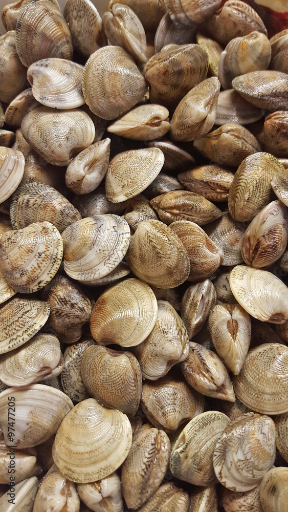 vongole vongole